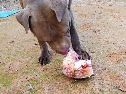 狗吃生肉会变凶猛咬人?斗犬比特吃了生肉做个实验