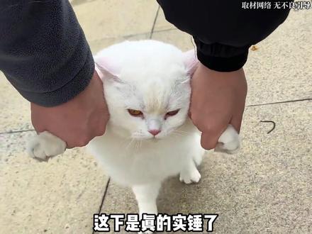 猫咪那些底层的屎山代码有多离谱#猫咪 #离谱 #万万没想到