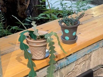 养不活植物星人天菜🪴 #拼豆 #绿色拼豆图纸 #植物手作
铁丝创意老师: @九十九(豆瘾难戒版)