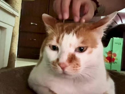 弹会橘他~#弹橘他 #妙脆角 #怼脸猫咪表情包 #