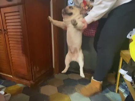 狗狗咬人打一顿就好?一顿不行就十顿?来听听狗主人怎么说!#狗狗#法斗 #河南训犬 @DOU+小助手