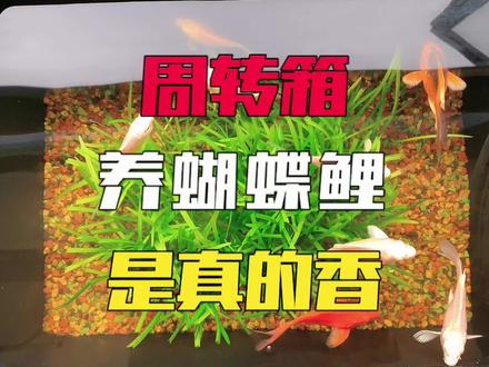 小伙在阳台上放了一个周转箱,养上几条蝴蝶鲤还不用过滤,太美了#蝴蝶鲤 #古法养鱼 #开缸 #养鱼日记 #鱼缸里的大自然