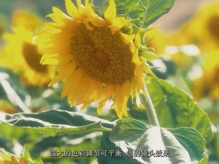 Magic Bullet Suite v16.1.0 Win_Mac红巨人降噪磨皮美颜调色套装#每日分享 #视频制作 #AE插件