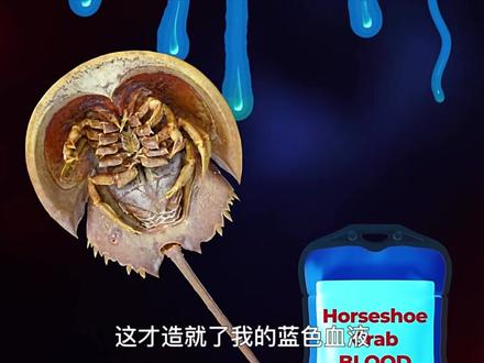 被称为活化石的“鲎”,在地球上生活了4亿多年,但它的一生究竟能有多痛苦? #鲎 #科普 #保护动物