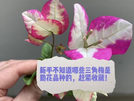 这些勤花又好看的三角梅,非常适合新手养护!赶紧收藏吧! #养花人 #阳台养花 #三角梅盆景