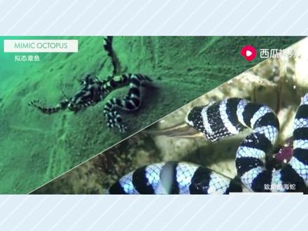 你见过可以变成海蛇的伪装高手吗?#神奇动物在抖音 #科普