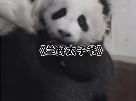 曼兰崽的生活让你知道什么是熊圈太子爷 #大熊猫曼兰崽 #大熊猫曼兰 #熊猫宝宝 #来这吸熊猫 #不止我一个想rua大熊猫
