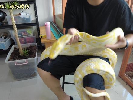 蟒蛇的区别差异#蛇 #蟒蛇