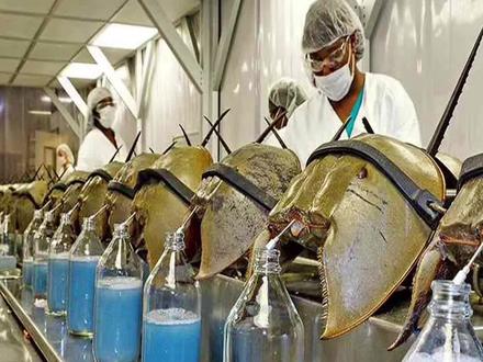 #鲎 真的很憋屈,都是远古生物了,还受到这待遇,所以成了#二级保护动物 #鲎试剂