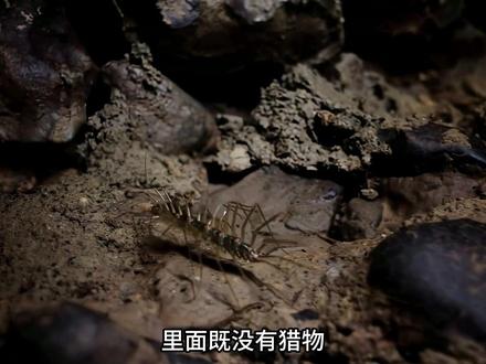 蚰蜒,家里遇上它不要用脚去踩,因为它对你家有大用处 #科普 #探索发现 #蚰蜒 #生物