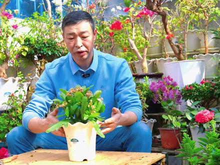 长寿花春天复花修剪攻略 #养花小知识 #爱生活爱养花 #长寿花