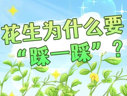 花生为什么要“踩一踩”?#三农流量扶持计划 #新农人 #原创动画 #二次元 #有趣的知识又增长了 #每天跟我涨知识 #生活小妙招 #农业种植 #三农 #轻漫计划 #冷知识 #涨知识 #花生 @抖音小助手