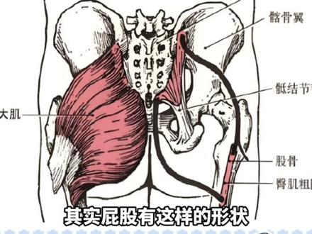 人类的屁股为什么是左右两瓣 #屁股#抖音细糠版#人体奥秘