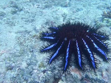 EP.023 棘冠海星 #海洋生物 #科普 #潜水 #海底世界 #浮潜 #旅游