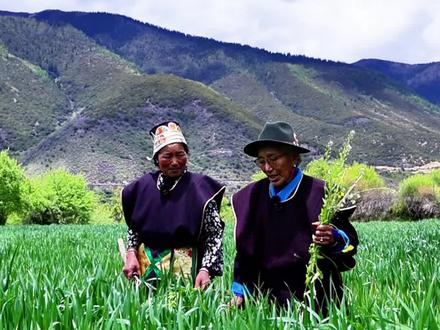 工布民歌《除草歌》 (策划:刘草林 央珍 摄像:张财凌 编辑:丁增 次旦扎西)#西藏林芝#工布民歌#民族特色民族文化