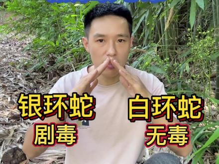怎样区分银环跟白环 四招快速分辨黑白无常#蛇类知识