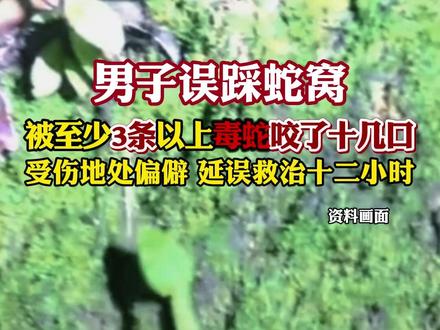 男子误踩蛇窝,被至少3条以上毒蛇咬了十几口。