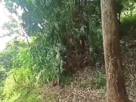 竹子制作鱼竿完整版1#抖音钓鱼人 #路亚 #diy鱼竿 #抛竿