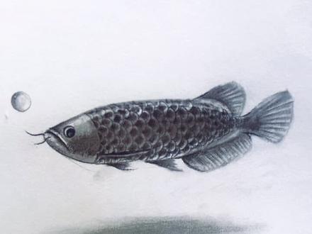 教你轻松学会金龙鱼的画法,赶紧收藏起来#想画就画 #抖出我的艺术 @抖音小助手 @DOU+小助手 #画画其实