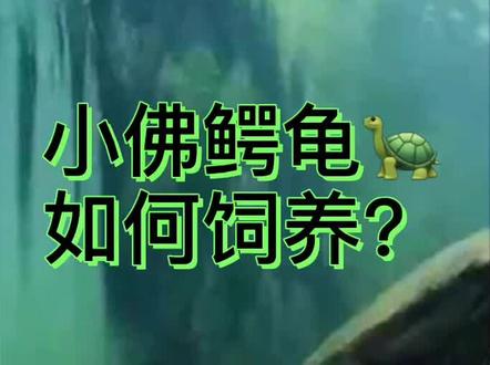#鳄龟饲养教程 #佛鳄龟 #野佛 小鳄龟苗不建议冷水过冬,各地龟友可以加温饲养🐢