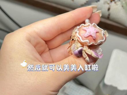 寄居蟹到家第一步该如何做?? 寄居蟹到家第一步该如何做?!跟着小知一起做~#寄居蟹 #寄居蟹的日常 #科学养宠攻略 #新手养宠物攻略 #养宠知识分享