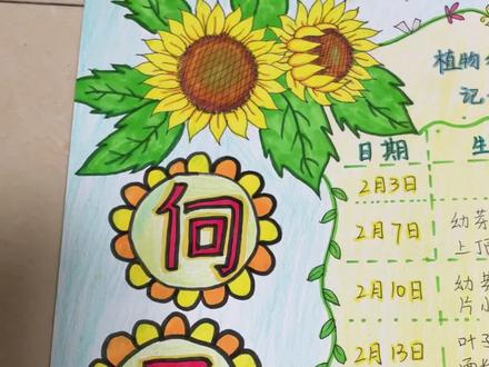 向日葵🌻生长记录手抄报#手抄报