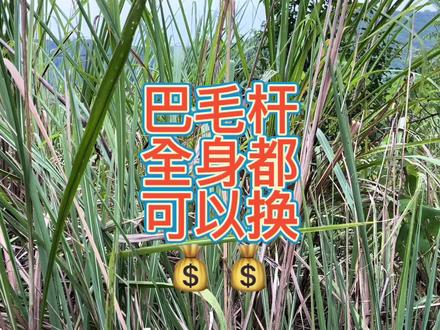 巴毛杆这么多用处,一斤巴毛杆换斤排骨过分吗?我觉得一点都不😀