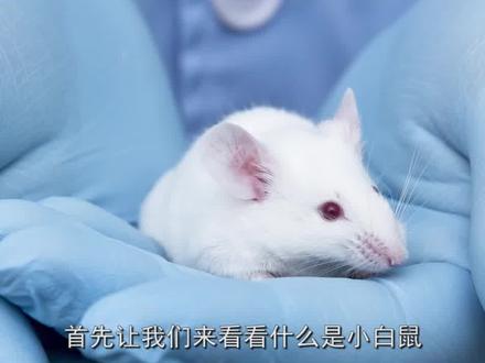 动物种类那么多,为什么科学家非要用小白鼠做实验 #小白鼠 #动物 #科普 #试验 #人类 #科学 #知识点
