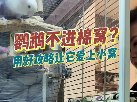 鹦鹉对棉窝是不是有什么误解?#鹦鹉 #鹦鹉小白 #萌宠出道计划 #鸟鸟教 #新手养鸟