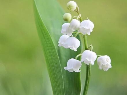 50秒学会画铃兰,有中性笔和铅笔就可以啦#新手教程 #新手画画 #画画教程 #爱画画 #教你学画画 #绘画教程 #超简单