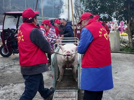 年猪迎丰年 大集绘振兴(记者:鲁天)#秭归 #年猪宴