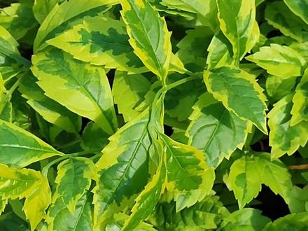 金边假连翘,像花一样的彩叶#每天认识一种植物 #绿化带植物 #金边假连翘