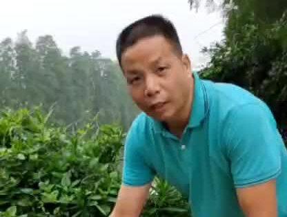 这个品种美人蕉的地下块茎,广东朋友称“蕉芋”,甘甜,可提取蕉芋的淀粉,做成美食“蕉粉”,美味!#大自然的馈赠 #一日一植物