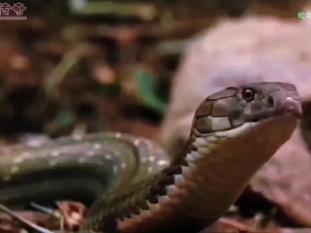 眼镜王蛇猎杀王锦蛇全程!毒蛇界霸主出手,连能免疫蛇毒的丛林霸王都扛不住,一口毒液足以放倒成年大象!#蛇类科普#纪录片解说#动物科普日记 #创作者中心 #创作灵感