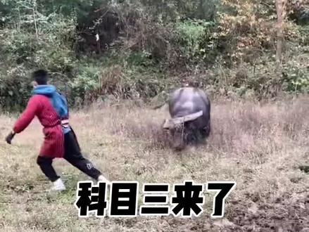 牛王日常训练#斗牛视频 #牛气冲天 #民族特色民族文化