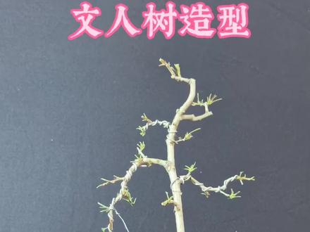 山楂苗做文人树盆景造型记录#盆景制作 #山楂树 #果树盆景