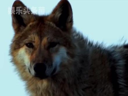 遗忘才是死亡的终点,格林会一直在大家心中 #格林 #重返狼群 #李微漪