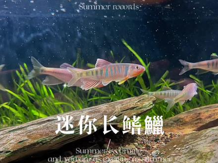 这资源你就说好不好吧。#原生鱼 #溪流马口 #溪流钓 #长鳍鱲