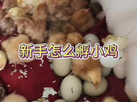 自己在家孵小鸡,真没你想的那么难!新手看一遍就能学会! #人工孵化 #孵化鸡蛋 #孵小鸡 #每天跟我涨知识