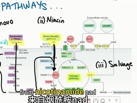 何为NAD+#知识科普 #NAD #讲解 #抗衰