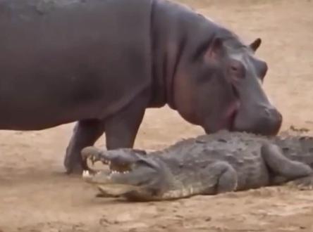 河马和鳄鱼谁更厉害,看看这俩货的相处模式吧!#动物世界 #野生动物零距离 #鳄鱼 @抖音小助手