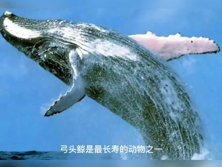 世界上最长寿的动物之一——弓头鲸