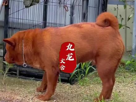 五红犬的优点#狗狗 #五红犬 #不养狗不知道养狗的乐趣 #梦中情犬 #广西土猎犬