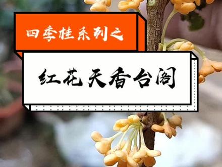 红花天香台阁,今年很火的一个品种,生长速度一般,花量大,花期长,越冷开花越红,目前来说,四季桂中顶级品种 #桂