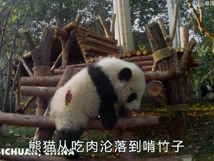 科普知识:熊猫为什么吃竹子#科普 #科普知识 #科普一下 #涨知识 #动物 #熊猫