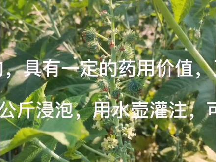 #蓖麻的妙用方法;蓖麻籽(果实)的毒性很大,含有蓖麻毒素和蓖麻碱,是生态农业的必备植物源杀虫剂。