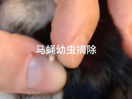 小奶狗身上的马蝇幼虫 #动物解说 #动物 #解压视频 #宠物