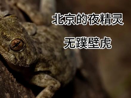 北京夏夜最容易看到的爬行动物:壁虎
这是北京唯一的一种,无蹼壁虎,从小区到山区,都能看到它。
在北京,很多动物都会抓壁虎吃,比如赤练蛇、红角鸮等。因此壁虎断尾求生的能力非常重要。#夜观 #爬行动物 #生态摄影 #壁虎 @猫盟CFCA