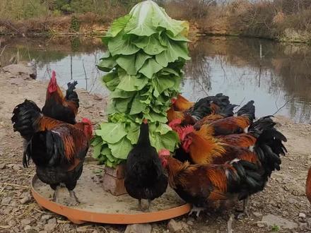 #农村生活 #养鸡 #养鸡人 #养鸡小妙招 #原生态养殖 菜叶喂鸡小妙招:菜叶喂鸡还撒地上?白菜倒着喂鸡,越吃越往下掉,太聪明了!干净卫生不浪费!