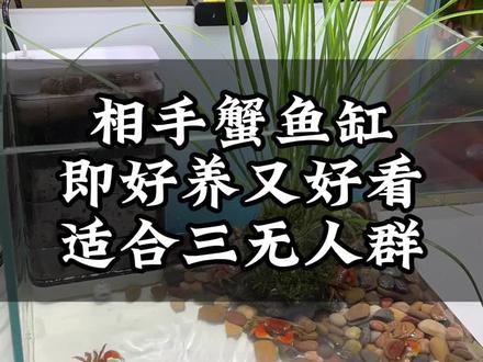 难怪现在都不养鱼了,开始养相手蟹了!